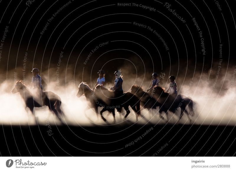 Töltende Isländer Mensch Menschengruppe Veranstaltung Reiter Reiterfest Sand Staub Staubwolke Pferd Island Ponys Bewegung leuchten ästhetisch natürlich wild