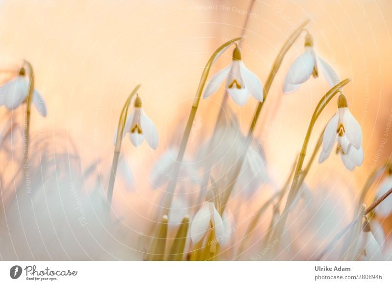 Blumen und Natur - Schneeglöckchen ( Galanthus ) elegant Wellness Leben harmonisch Wohlgefühl Zufriedenheit Erholung ruhig Meditation Kur Spa
