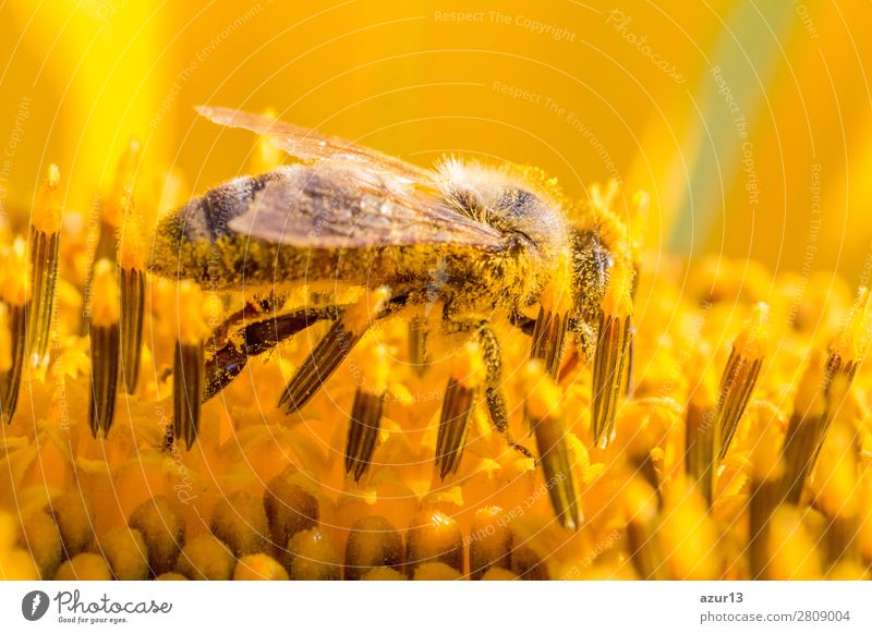 Honey bee covered with yellow pollen collecting sunflower nectar Sommer Umwelt Natur Tier Sonne Frühling Klima Klimawandel Wetter Schönes Wetter Wärme Blume