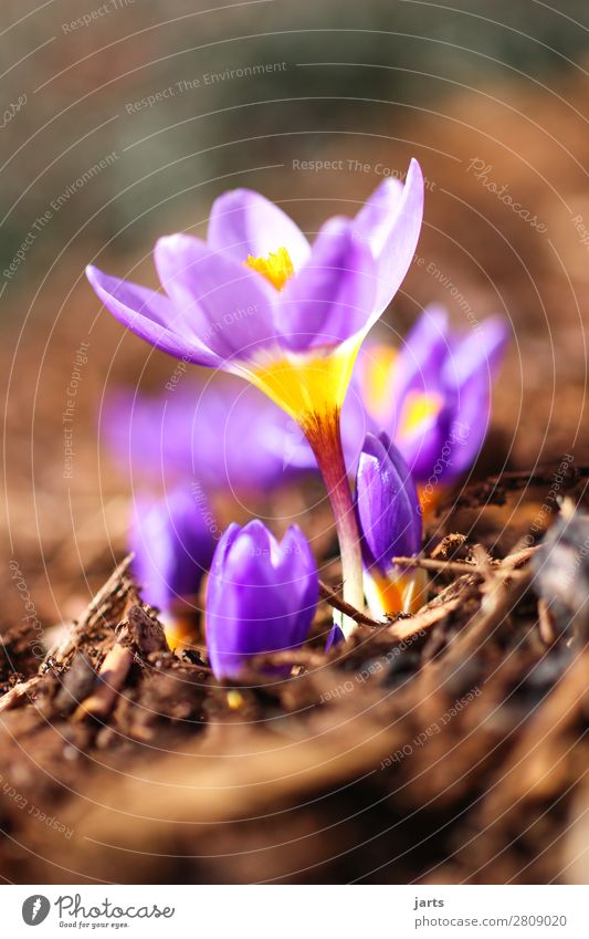 frühling III Pflanze Frühling Schönes Wetter Blume Blüte Garten Blühend schön natürlich violett Natur Krokusse Farbfoto mehrfarbig Außenaufnahme Nahaufnahme