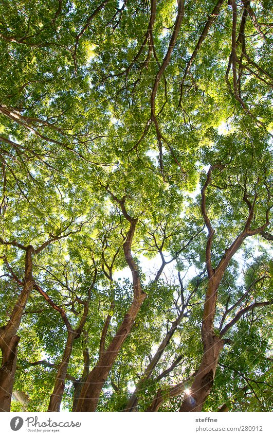 Krone, ohne König Frühling Sommer Schönes Wetter Baum Park Wald ruhig Baumkrone Blätterdach Farbfoto