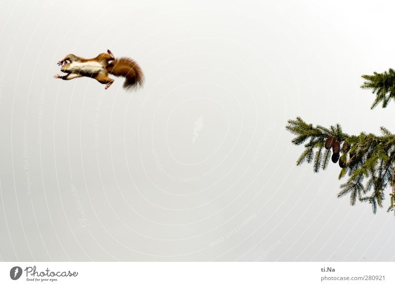 einmal flieg ich noch Garten Umwelt Natur Pflanze Tier Frühling Sommer Herbst Wald Wildtier Eichhörnchen fliegen ästhetisch kuschlig klein lustig braun grün rot