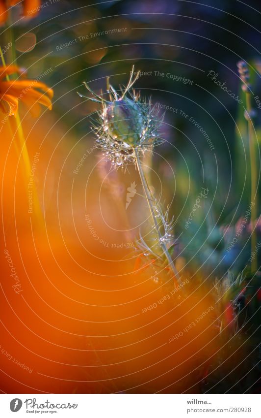 taufrischer Samenstand einer Jungfer im Grünen Natur Sommer Pflanze Blume Garten Blühend leuchten orange Tau Blumenbeet Abenddämmerung Textfreiraum