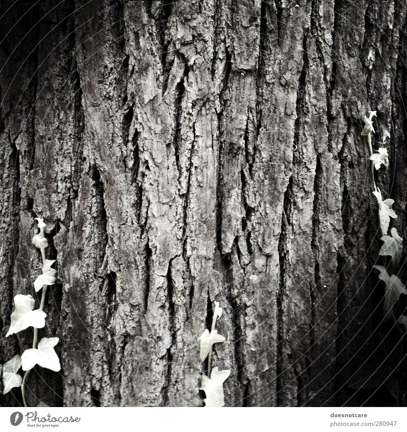 Baumrinde Natur Pflanze alt Schwarzweißfoto Baumstamm Senior Hautfalten Efeu Ranke Vignettierung Strukturen & Formen Wachstum Leben Lebensalter Außenaufnahme