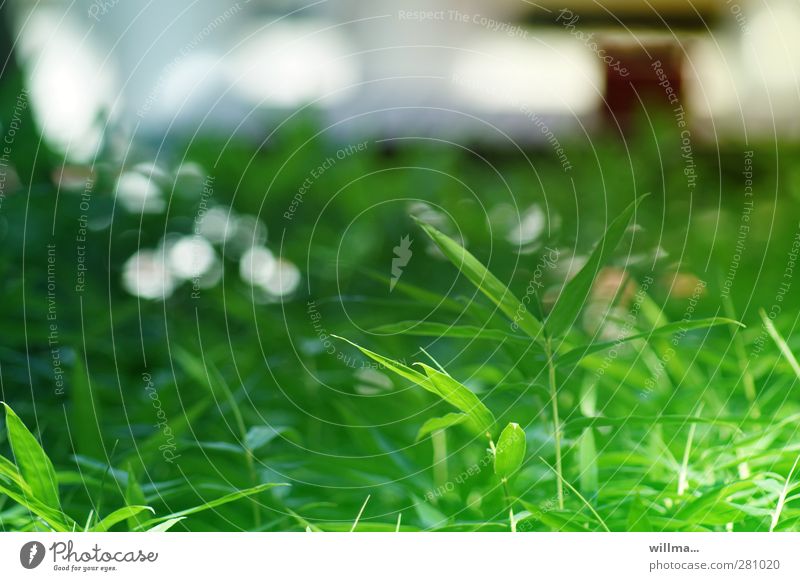 Bambusblätter Pflanze Bambushalm grün Bodendecker Süßgras üppig (Wuchs) Reflexion & Spiegelung Blattgrün grünen Grünfläche Natur
