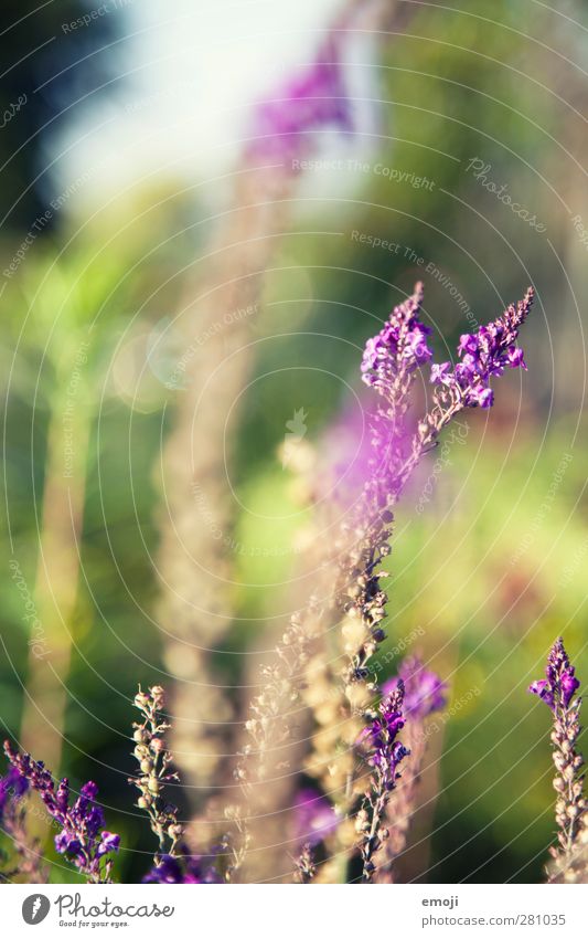 Sommer ade Umwelt Natur Pflanze Schönes Wetter Blume Sträucher Duft natürlich violett Farbfoto Außenaufnahme Nahaufnahme Detailaufnahme Makroaufnahme