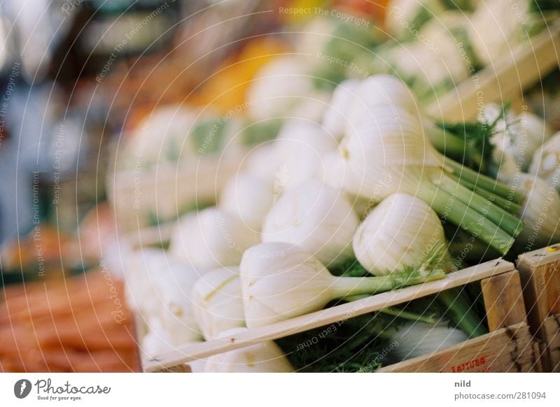 Frischer Fenchel Lebensmittel Gemüse Ernährung Bioprodukte Vegetarische Ernährung frisch Gesundheit grün weiß Gemüsehändler Gemüseladen Markt verkaufen
