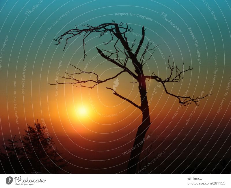 Der Sonnenanbeter - abgestorbener kahler Baum bei Sonnenuntergang Umwelt Natur Sonnenaufgang Erzgebirge Stimmung Umweltverschmutzung Umweltschutz bizarr laublos