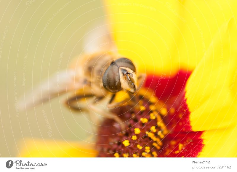 noch ist es sommer :) Umwelt Natur Pflanze Tier Sommer Schönes Wetter Blume Blüte Wiese Fliege Biene Flügel 1 gelb rot Insekt Insektenschutz Auge Augenfarbe