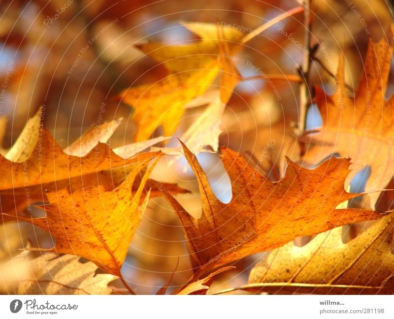 Herbstblätter in weichem Herbtlicht Schönes Wetter Blatt Eiche Eichenblatt Roteiche leuchten braun gelb gold orange herbstlich Herbstlaub Herbstfärbung