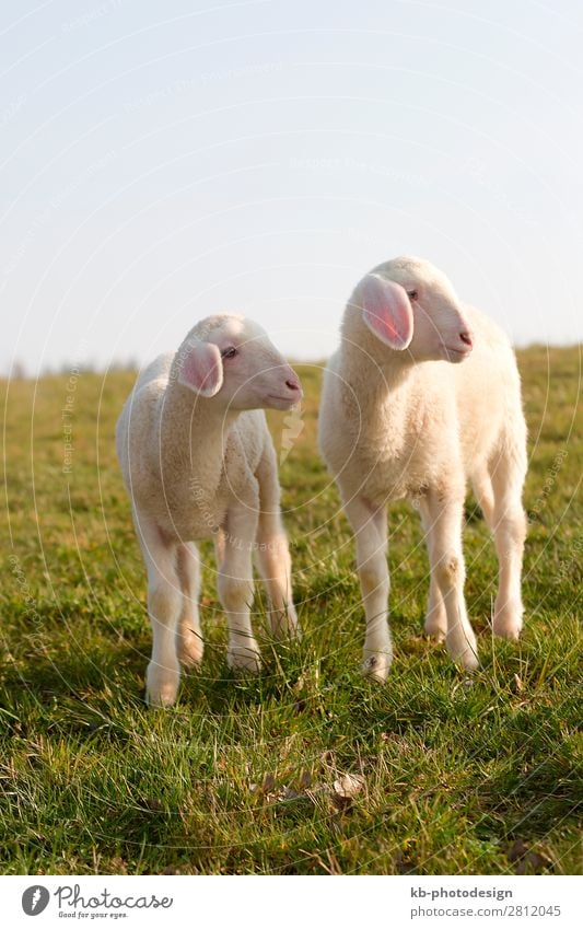 Young lamb on a meadow in springtime Natur Nutztier Schaf 2 Tier Tierjunges springen Sheep Wool Easter Easter Lamb Meadow Rasieren natural mammal Animal sun