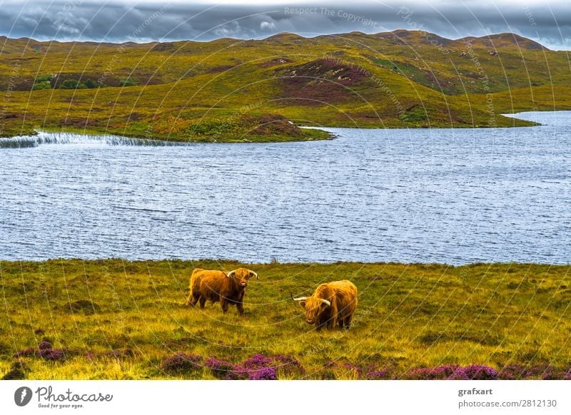 Hochlandrinder in malerischer Landschaft in Schottland Rind Bulle Bauernhof Landwirt Fell Großbritannien Heidekrautgewächse Herde Highlands