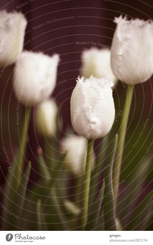 Die träge Traurigkeit des Spätsommers Umwelt Pflanze Sommer Blume Tulpe Nutzpflanze Blühend weiß cremegelb fransen strecken vertikal schön Farbfoto