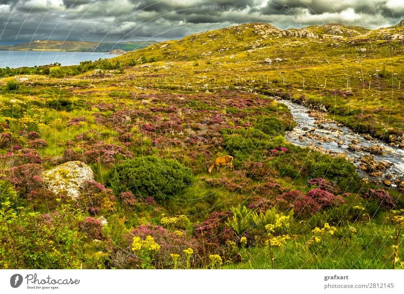 Küstenlandschaft mit Hirsch und Fluss in Schottland Atlantik Bach biodiversität Großbritannien Heidekrautgewächse Highlands Hirsche Hirschkuh Idylle Jagd