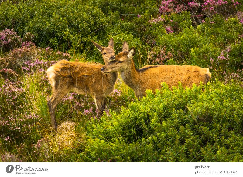 Hirschkuh schmust zärtlich mit Kalb in malerischer Landschaft Baby Eltern Gefühle erziehung Familie & Verwandtschaft Großbritannien Highlands Hirsche Jagd