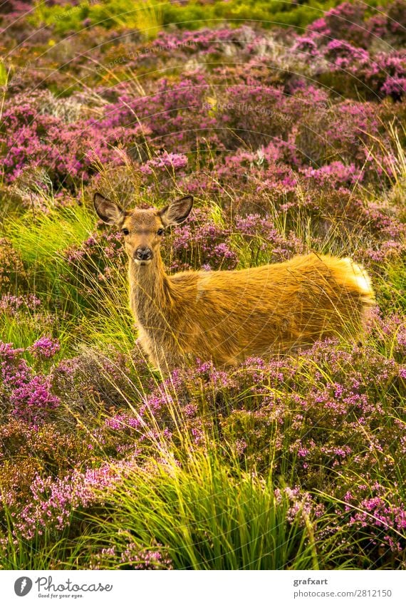 Junger Hirsch in malerischer Landschaft in Schottland Baby Blume Einsamkeit Großbritannien Heidekrautgewächse Highlands Hirsche Hirschkalb Jagd Tierjunges Natur