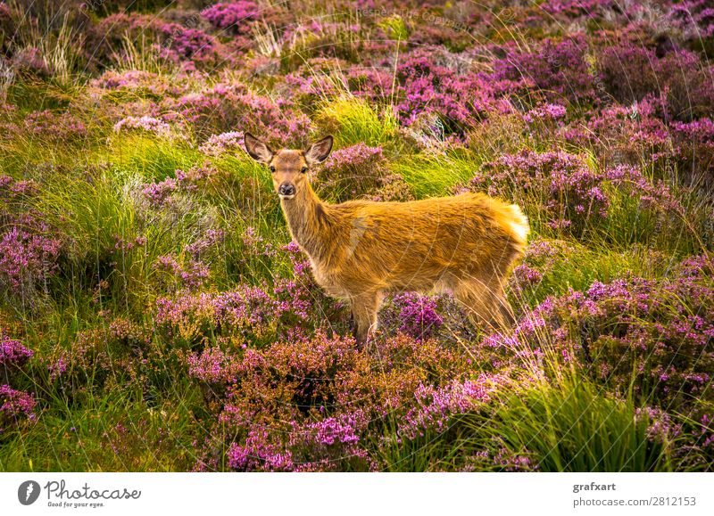 Junger Hirsch in malerischer Landschaft in Schottland Baby Blume Einsamkeit Großbritannien Heidekrautgewächse Highlands Hirsche Hirschkalb Jagd Tierjunges Natur