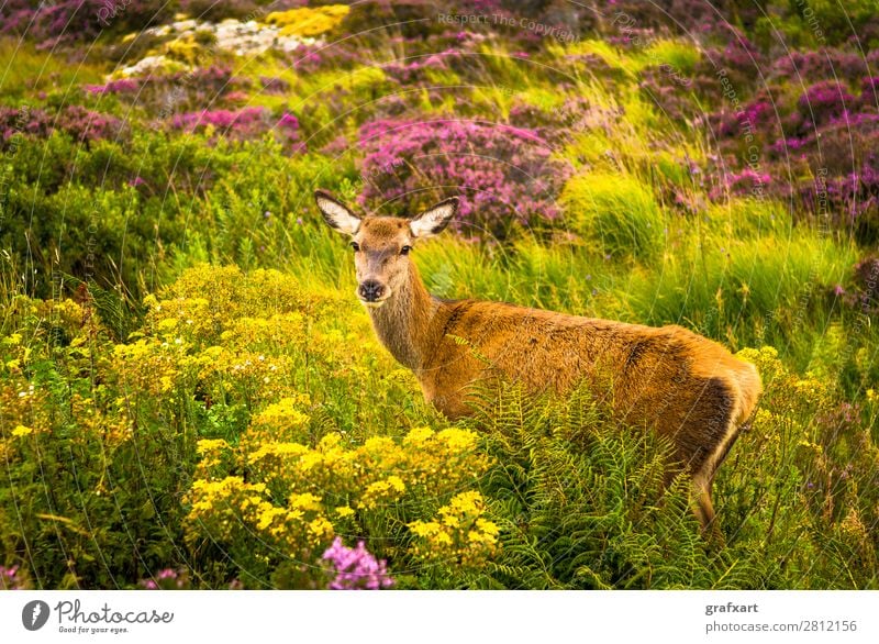 Hirschkuh in den Highlands von Schottland biodiversität Blume Großbritannien habitat Heidekrautgewächse Hirsche Jagd Landschaft Lebensraum malerisch nachhaltig