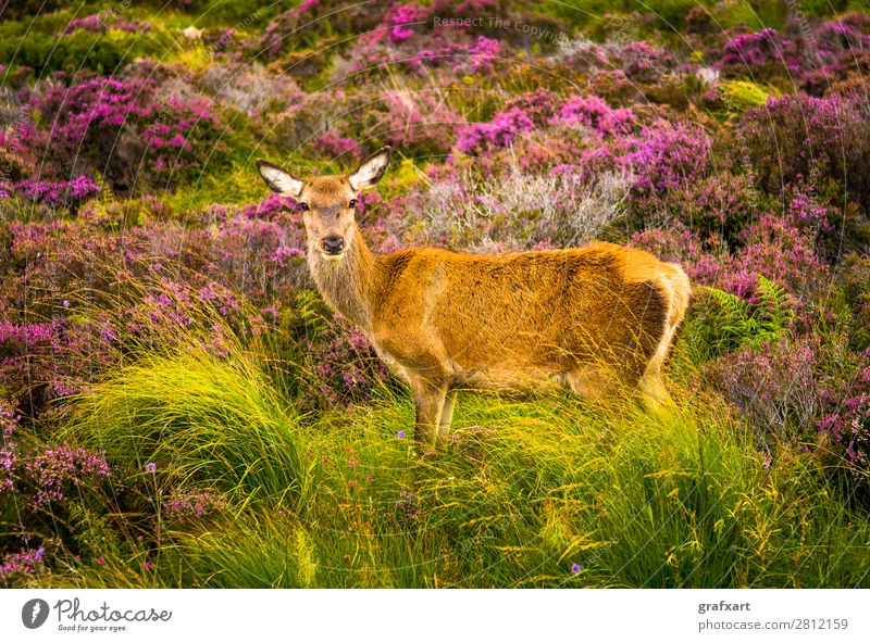 Hirschkuh in den Highlands von Schottland biodiversität Blume Großbritannien habitat Heidekrautgewächse Hirsche Jagd Landschaft Lebensraum malerisch nachhaltig
