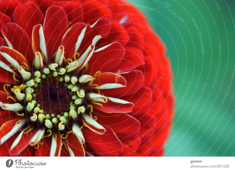 Rote Blüte einer Zinnie Natur Pflanze Sommer Blume Blatt exotisch Farbfoto mehrfarbig Außenaufnahme Nahaufnahme Detailaufnahme Makroaufnahme Tag