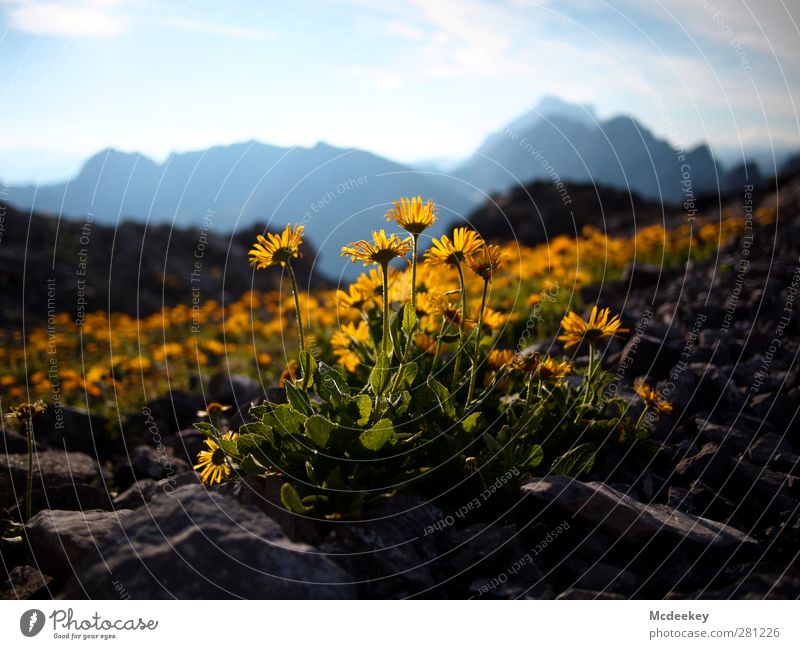 Yellow Light Natur Landschaft Pflanze Sonnenlicht Sommer Blume Blatt Blüte Felsen Alpen Berge u. Gebirge Gipfel authentisch außergewöhnlich Duft exotisch