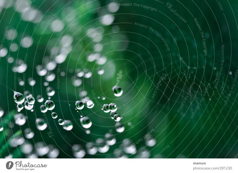 Wasserperlen Natur Tier Wassertropfen Regen Spinnennetz netzartig leuchten authentisch einfach glänzend klein nass grün ästhetisch fein hängend Farbfoto