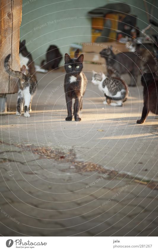 neugier Tier Haustier Katze Tiergruppe Blick Hof Farbfoto Außenaufnahme Menschenleer Textfreiraum unten Tag Blick in die Kamera Blick nach vorn