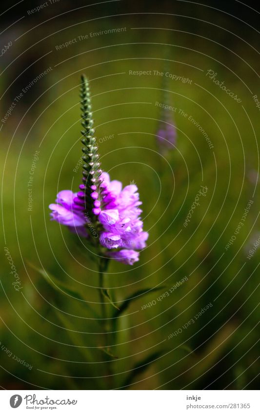 grünlila Pflanze Sommer Blume Blatt Blüte Blühend verblüht Wachstum Duft dünn lang natürlich schön violett schwarz Natur Vergänglichkeit Wandel & Veränderung