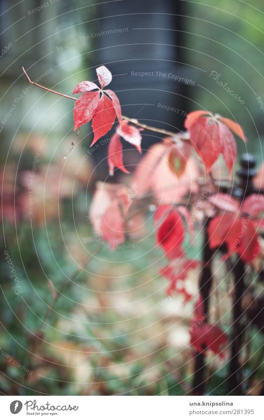 der tod, das muss ein wiener sein Natur Wassertropfen Herbst schlechtes Wetter Regen Pflanze Blatt Weinblatt Garten Park Friedhof nass natürlich rot färben