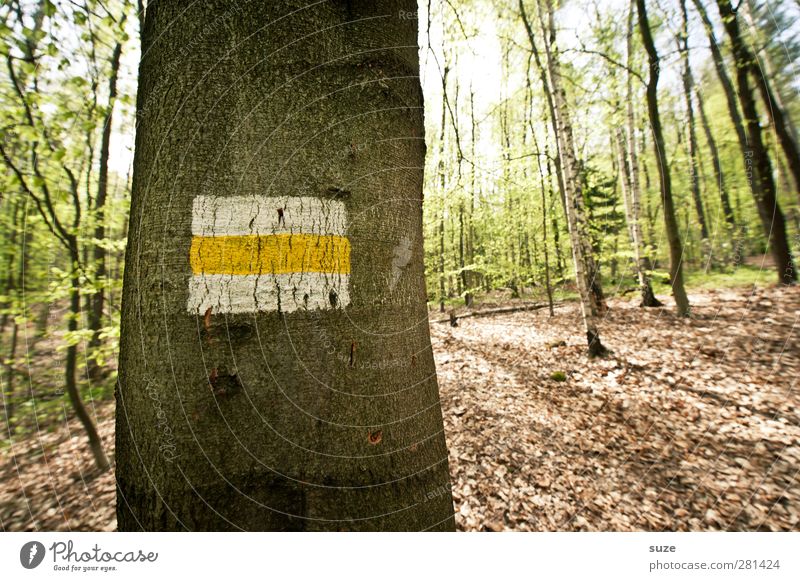 Stammesältester Freizeit & Hobby Umwelt Natur Landschaft Sommer Schönes Wetter Baum Wald Zeichen Schilder & Markierungen Streifen dunkel kalt braun grün