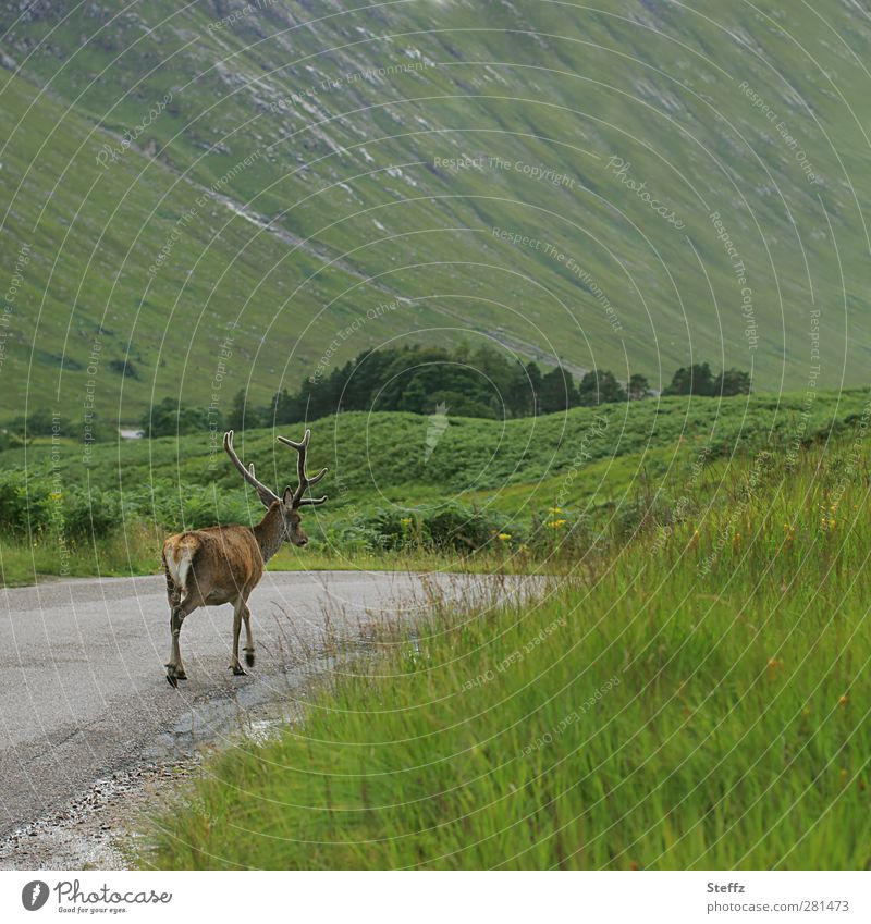 krumme Dinger | kein Bock auf Fotoshooting Schottland Hirsch Rothirsch Rotwild Sommer in Schottland nordisch nordische Romantik grüne Hügel schottisch