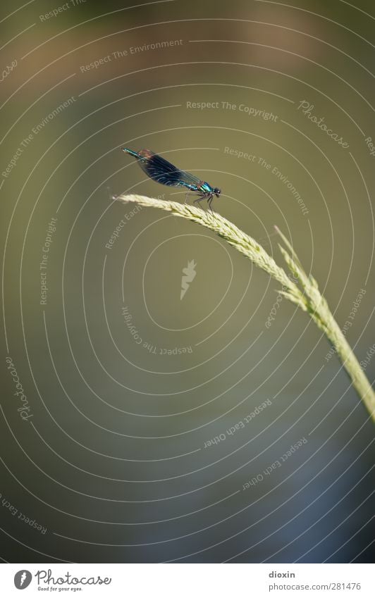 Krumme Dinger | Die Krümmung des Halmes Pflanze Gras Tier Wildtier Flügel Insekt Libelle 1 sitzen warten Natur Farbfoto Außenaufnahme Nahaufnahme Detailaufnahme