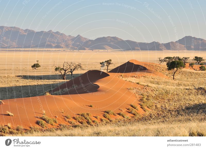 Sanddünen Namibias Natur Landschaft Erde Wolkenloser Himmel Sonnenaufgang Sonnenuntergang Schönes Wetter Wärme Dürre Gras Berge u. Gebirge Wüste