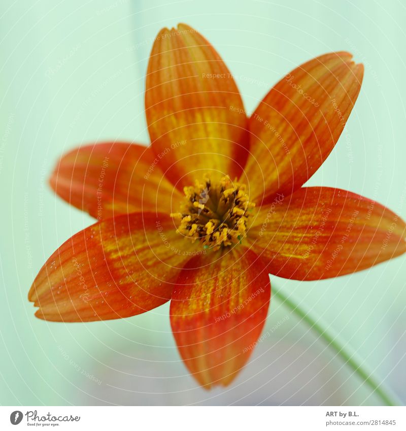 Joy Umwelt Natur Pflanze Sonne Frühling Sommer Blume authentisch Coolness Freundlichkeit Fröhlichkeit modern natürlich weich grün orange Gelassenheit ruhig