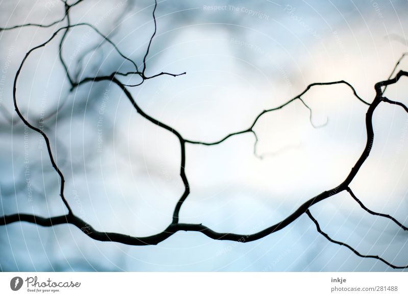 wuchernde | krumme Dinger Pflanze Luft Himmel Herbst Nebel Dürre Sträucher Geäst Zweige u. Äste Linie Netzwerk Wachstum bedrohlich dunkel dünn kalt lang blau