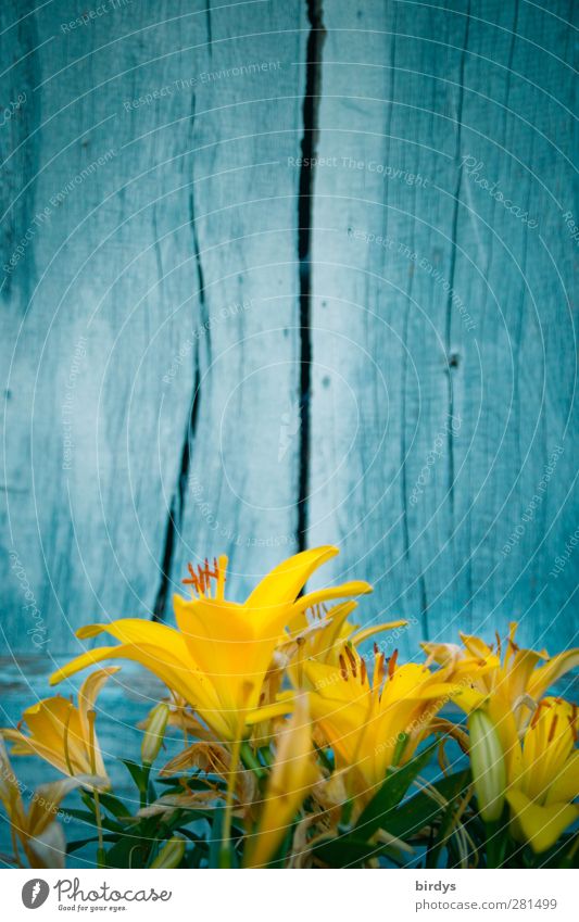 Gelbe Lilien vor blau gestrichener Bretterwand. Landesfarben der Ukraine Sommer Lilienblüte blau-gelb Blühend Duft leuchten ästhetisch Freundlichkeit frisch