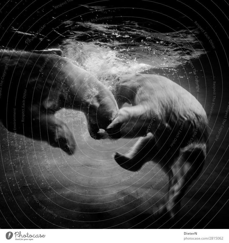 Getümmel Tier Zoo Eisbär 2 grau schwarz weiß Unterwasseraquarium Unterwasseraufnahme Schwarzweißfoto Außenaufnahme Menschenleer Textfreiraum oben