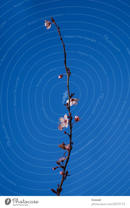 Kirschzweig Lifestyle Glück Leben Sonne Natur Pflanze Urelemente Himmel Frühling Klima Wetter Baum Blume Blüte authentisch blau rosa weiß Kirschbossom Kirsche