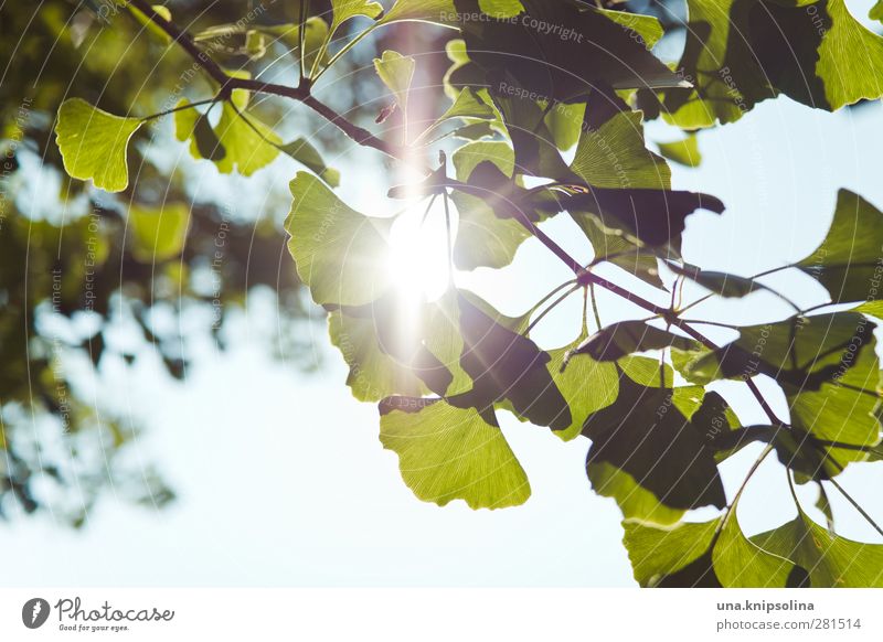 fürs gehirn Natur Pflanze Baum Blatt Grünpflanze Ginkgo leuchten natürlich grün Gesundheit Alternativmedizin Gehirn u. Nerven Farbfoto Außenaufnahme