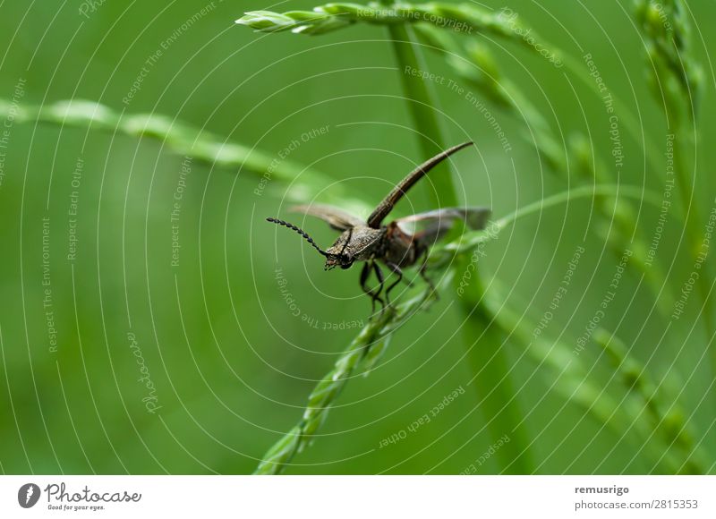Käfer auf Rasen Gras Antenne Flügel grün schwarz Wanze Fliege Insekt Frühling Farbfoto Außenaufnahme Nahaufnahme Menschenleer Morgen