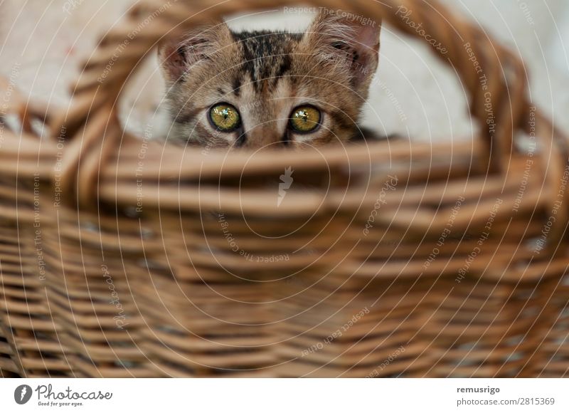Katzenversteck Trinkhalm Streifen sitzen Korb versteckend verborgen Katzenbaby Außenaufnahme