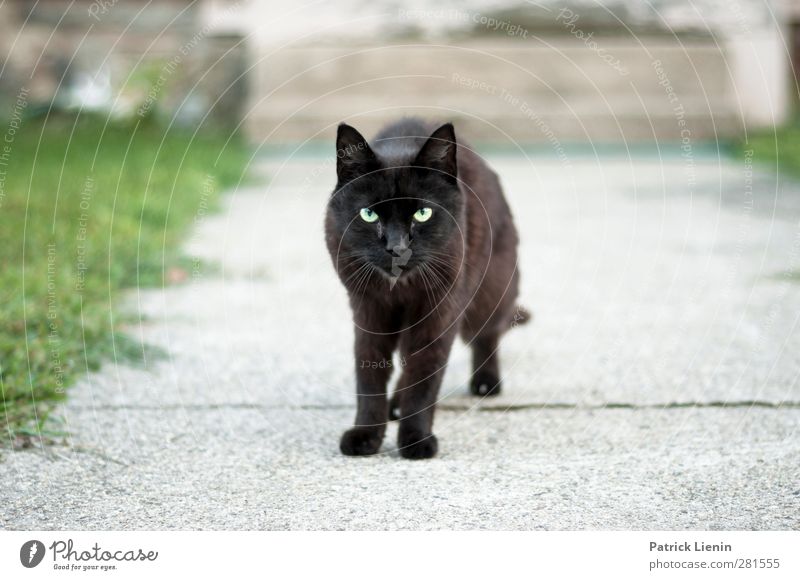 Streuner Tier Wildtier Katze 1 ästhetisch außergewöhnlich dunkel elegant frech Freundlichkeit schön Neugier niedlich wild Stimmung schwarz Herumtreiben stehen