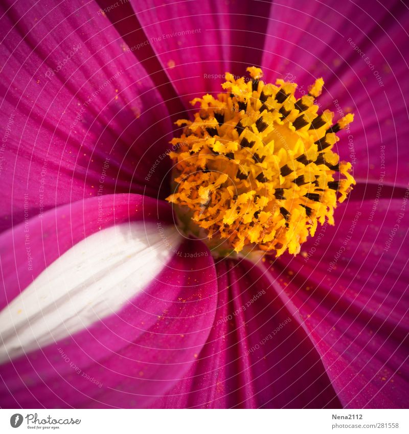 Zauber der Natur Pflanze Sommer Blume Blüte gelb rosa weiß außergewöhnlich leuchtende Farben schön Blühend Flowerpower Farbfoto mehrfarbig Außenaufnahme
