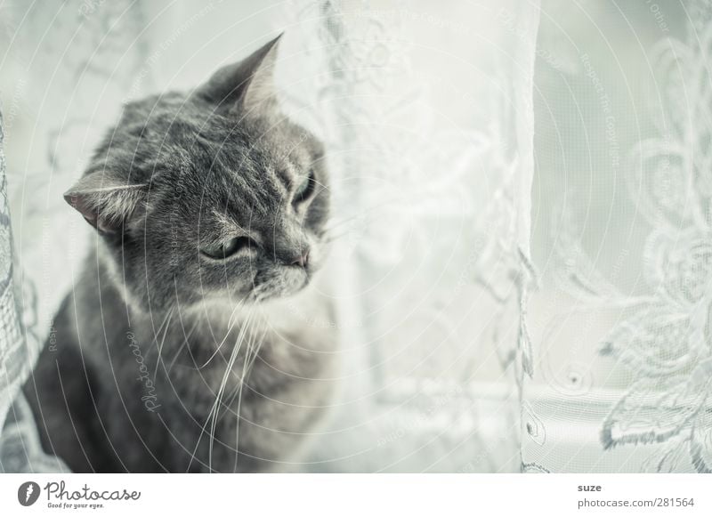 Dorr Schtubndieschorr Fenster Fell Tier Haustier Katze 1 authentisch hell niedlich weich grau Langeweile Müdigkeit Hauskatze sanft Gardine Fensterbrett tierisch