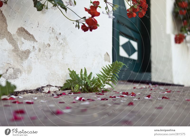 vor der tür Haus Pflanze Blume Farn Pelargonie Mauer Wand Tür Blühend verblüht Boden Tradition Blütenblatt Farbfoto Außenaufnahme Muster Strukturen & Formen
