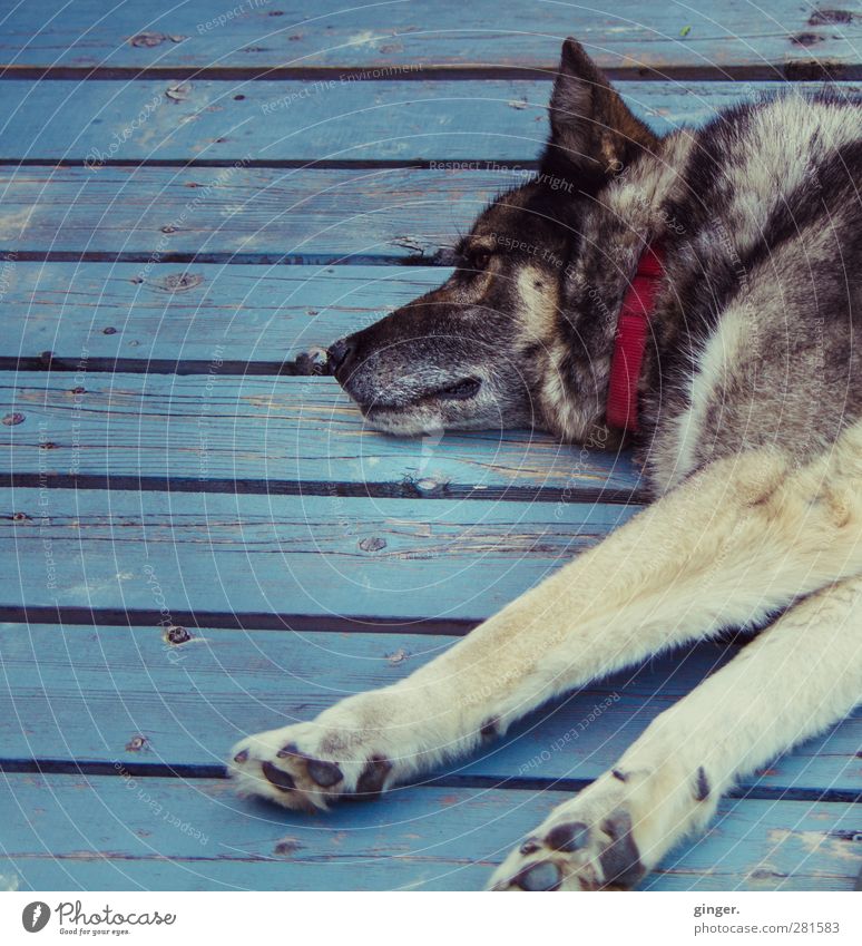 Max streckt sich Tier Haustier Hund 1 liegen ruhen ruhend Pfote strecken Holzbrett blau alt Fell Mischling Farbfoto mehrfarbig Außenaufnahme Nahaufnahme