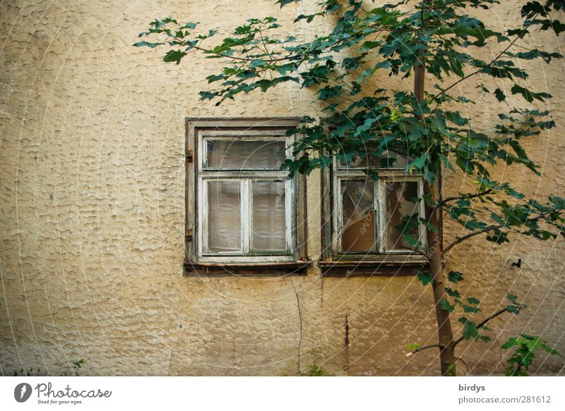 Verminderte Aussichten Sommer Baum Mauer Wand Fassade Fenster alt ästhetisch Wärme Gelassenheit ruhig Armut Idylle Nostalgie Verfall Wandel & Veränderung