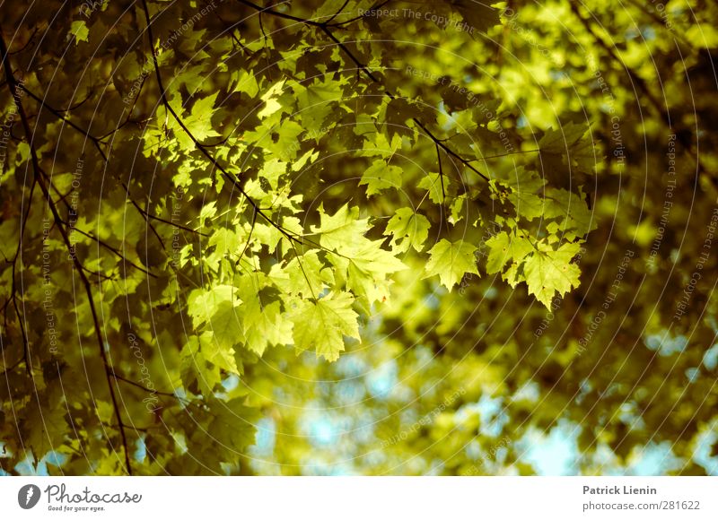 The long days are over Umwelt Natur Pflanze Urelemente Sommer Wetter Baum Blatt Wald hell Wärme gelb grün Einsamkeit einzigartig Zufriedenheit Idylle Leben