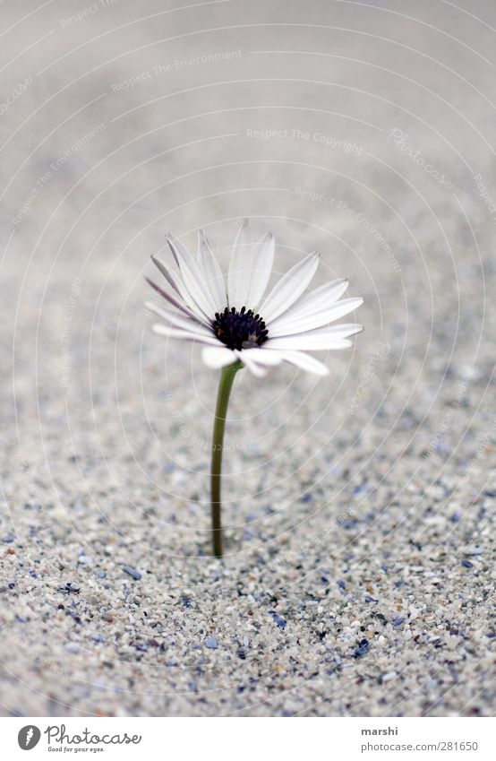 Abschied nehmen Natur Pflanze Blume grau weiß Sand einzelgänger Blühend Margerite Farbfoto Gedeckte Farben Außenaufnahme Tag