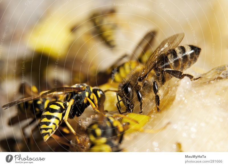 Biene und Wispern Tier Wildtier 2 Tiergruppe Tierfamilie Diät berühren Bewegung Jagd Blick Macht Tatkraft Sicherheit Tierliebe Farbfoto mehrfarbig Außenaufnahme
